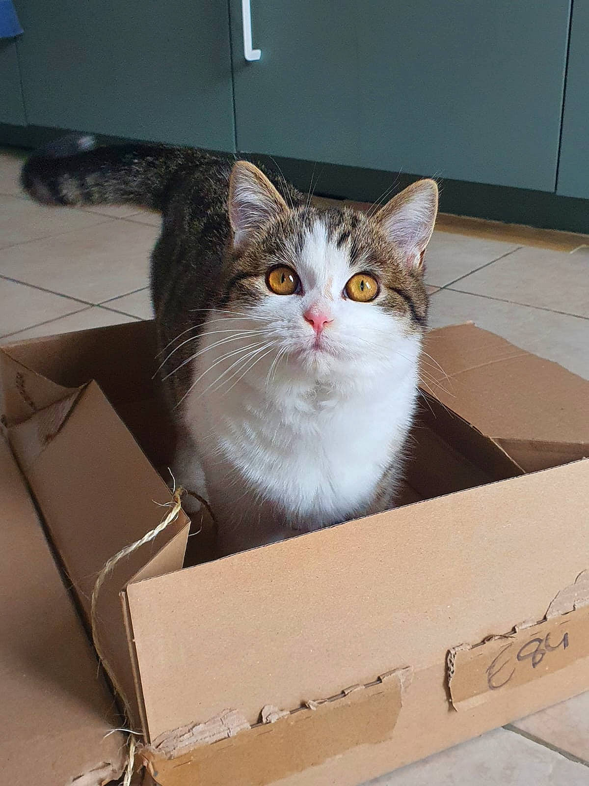 Yuzu a rejoint le concours — aidez-le/la à gagner de superbes lots ! box, cardboard, carnivore, carton, cat, domestic_short_haired_cat, felidae, fur, package_delivery, packaging_and_labeling, packing_materials, paper, paper_bag, paper_product, pet_supply, rectangle, shipping_box, small_to_medium_sized_cats, whiskers, window