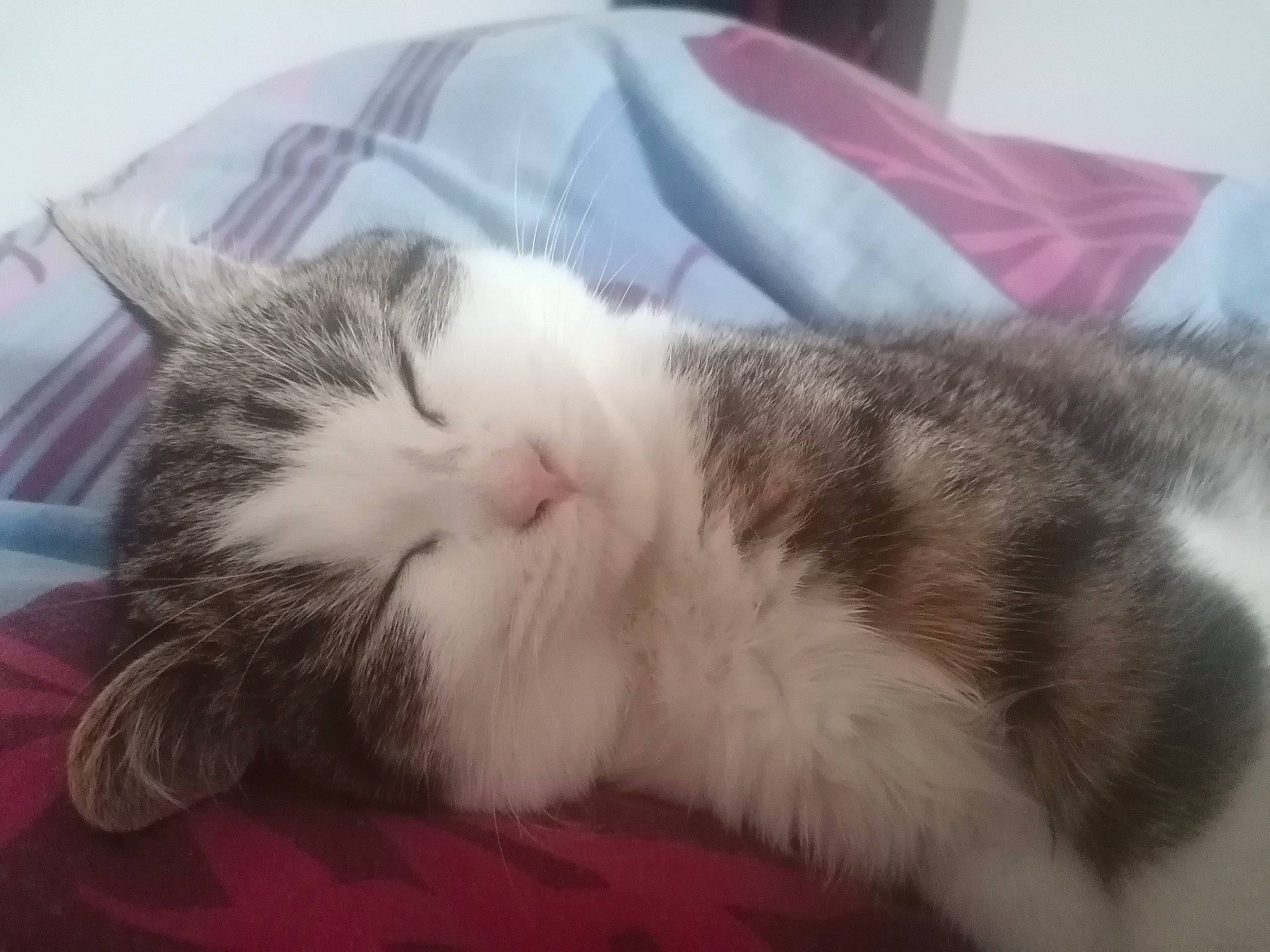 Yuzu participe au concours pour gagner de l'argent avec cette photo : carnivore, cat, claw, comfort, domestic_short_haired_cat, felidae, fur, nap, paw, sleep, small_to_medium_sized_cats, whiskers