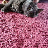 Gigi is registered to the contest to win money with this photo: cat, gray_cat, carpet, pink_carpet, indoor, pet, feline, toy_mouse, lying_down, close_up, whiskers, ears, fur, relaxed, curious, domestic_animal, home, floor, playful, cute