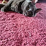 cat, gray_cat, carpet, pink_carpet, indoor, pet, feline, toy_mouse, lying_down, close_up, whiskers, ears, fur, relaxed, curious, domestic_animal, home, floor, playful, cute