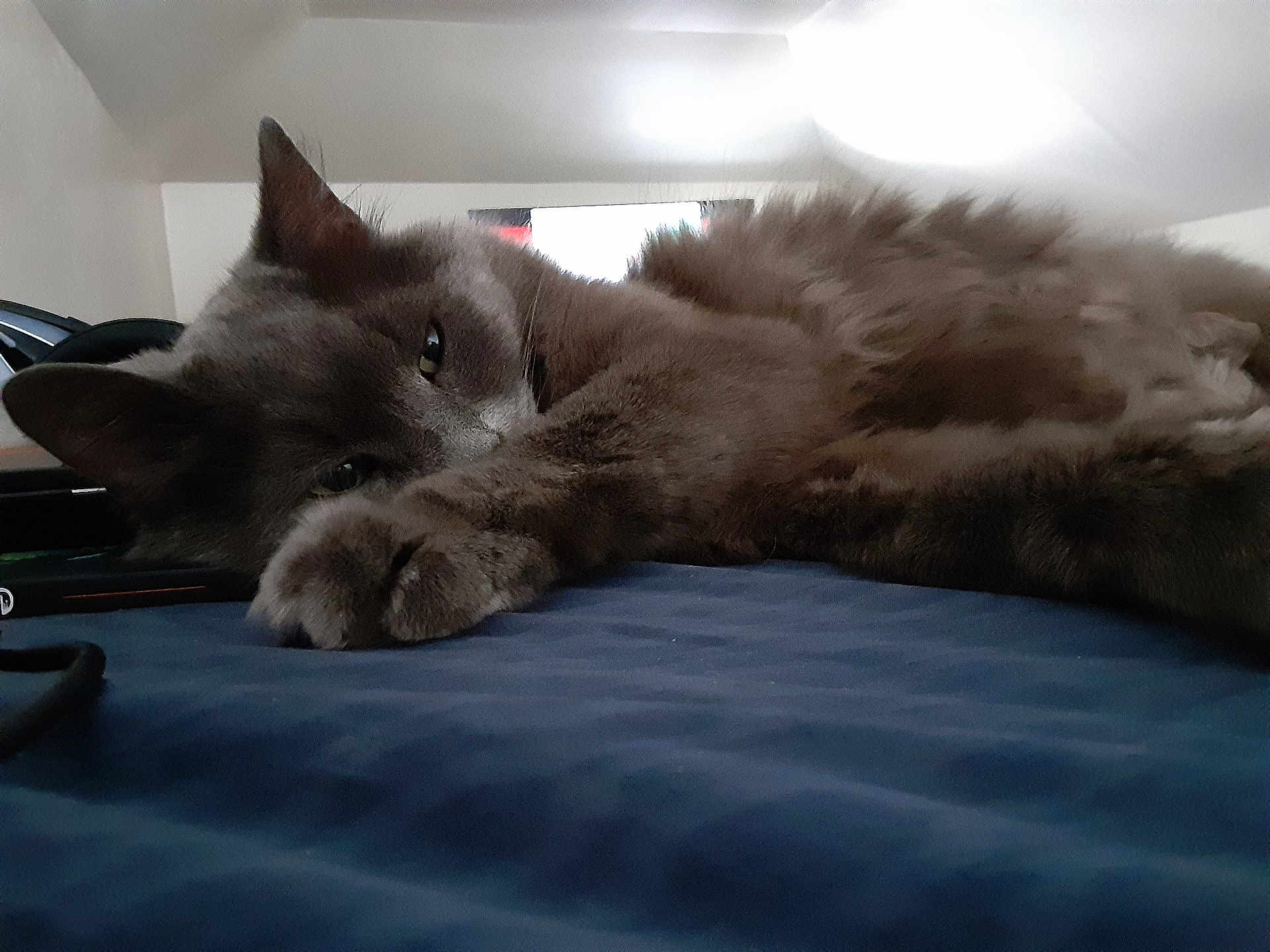 Gigi
