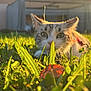 Naya a rejoint le concours — aidez-le/la à gagner de superbes lots ! cat, grass, outdoor, sunlight, animal, pet, nature, green, closeup, ears, fur, daylight, field, leaf, mammal, whiskers, plant, backlit, shallow_depth_of_field, curious