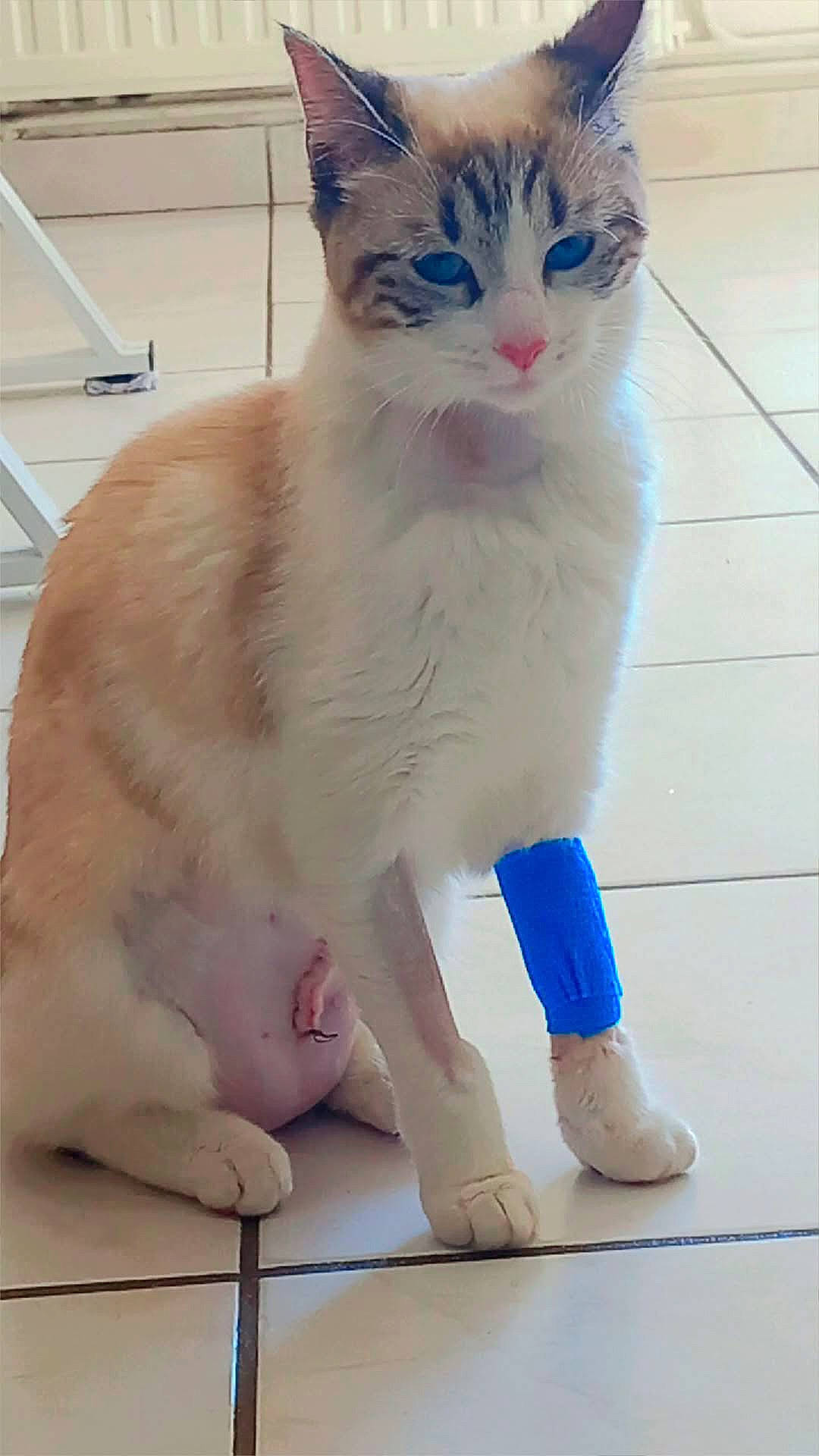 animal, bandage, calm, cat, closeup, domestic_cat, ears, floor_tile_lines, front_leg, healing, indoor, injury, medical_care, pet, pink_nose, shaved_patch, sitting, tiled_floor, whiskers, white_and_orange_fur
