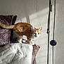 Rocket participe au concours pour gagner de l'argent avec cette photo : cat, orange_cat, white_cat, couch, purple_couch, armrest, floor_lamp, lamp, cord, indoor, wall, textured_wall, wooden_floor, pet, curious, feline, standing, sunlight, shadow, home