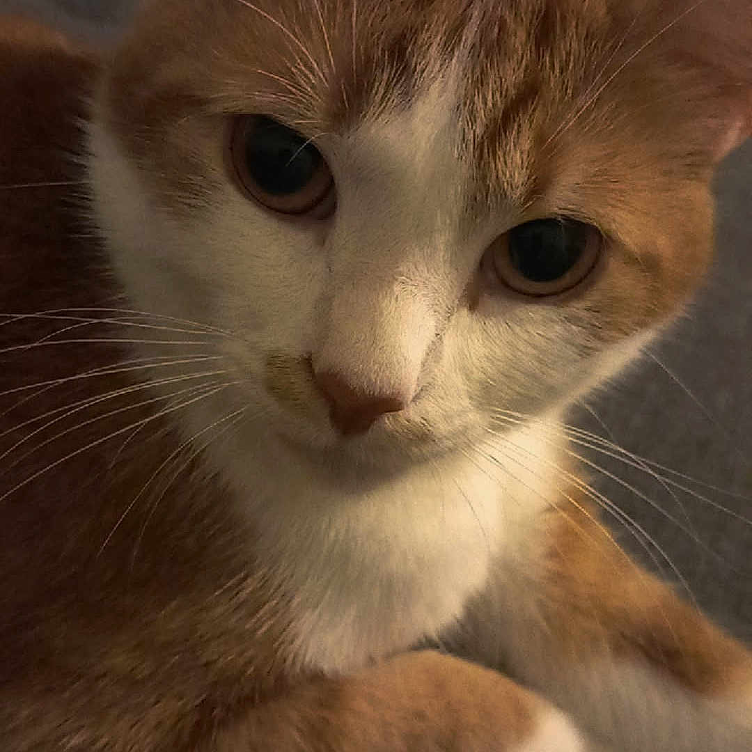 Rocket a rejoint le concours — aidez-le/la à gagner de superbes lots ! animal, cat, close_up, cute, domestic_cat, eyes, face, feline, fur, indoor, laying_down, mammal, nose, orange_cat, paw, pet, portrait, relaxed, whiskers, white_cat