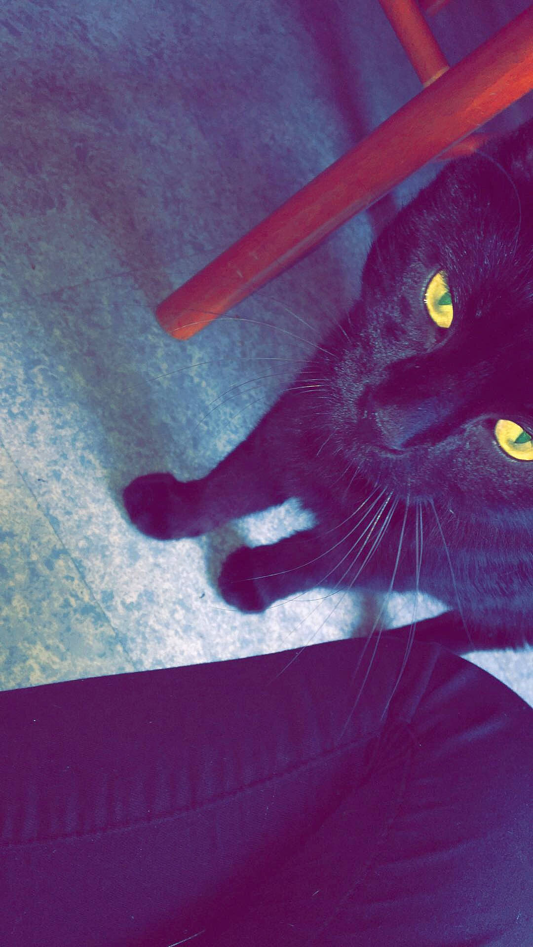 Reglisse participe au concours pour gagner de l'argent avec cette photo : black, black_cat, carnivore, cat, eye, felidae, magenta, organism, pink, purple, red, shadow, sky, small_to_medium_sized_cats, snapshot, tail, whiskers, yellow