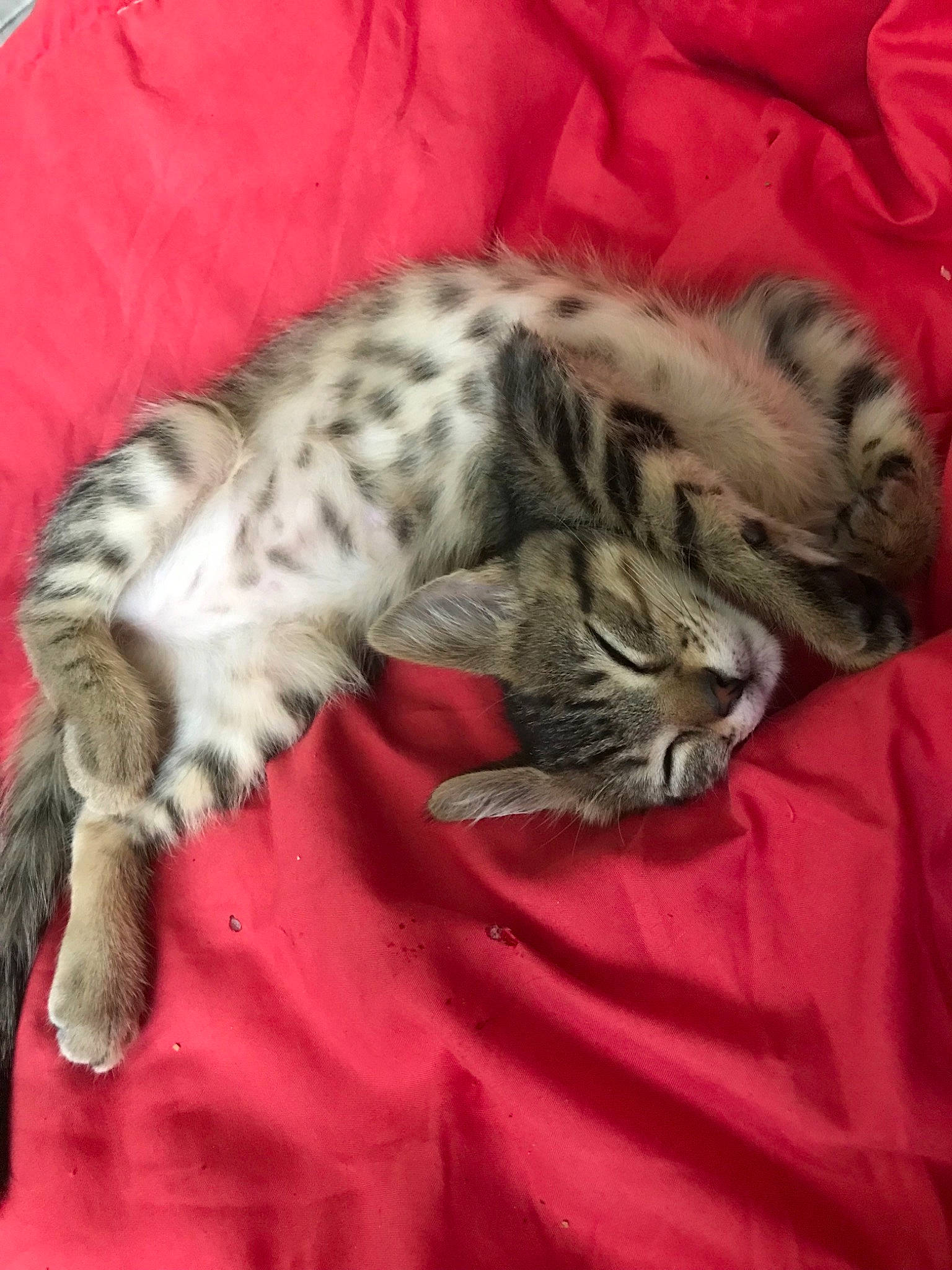 Princesse a rejoint le concours — aidez-le/la à gagner de superbes lots ! american_shorthair, california_spangled, carnivore, cat, domestic_short_haired_cat, dragon_li, egyptian_mau, european_shorthair, felidae, fur, kitten, mammal, nap, norwegian_forest_cat, pixie_bob, sleep, small_to_medium_sized_cats, tabby_cat, vertebrate, whiskers