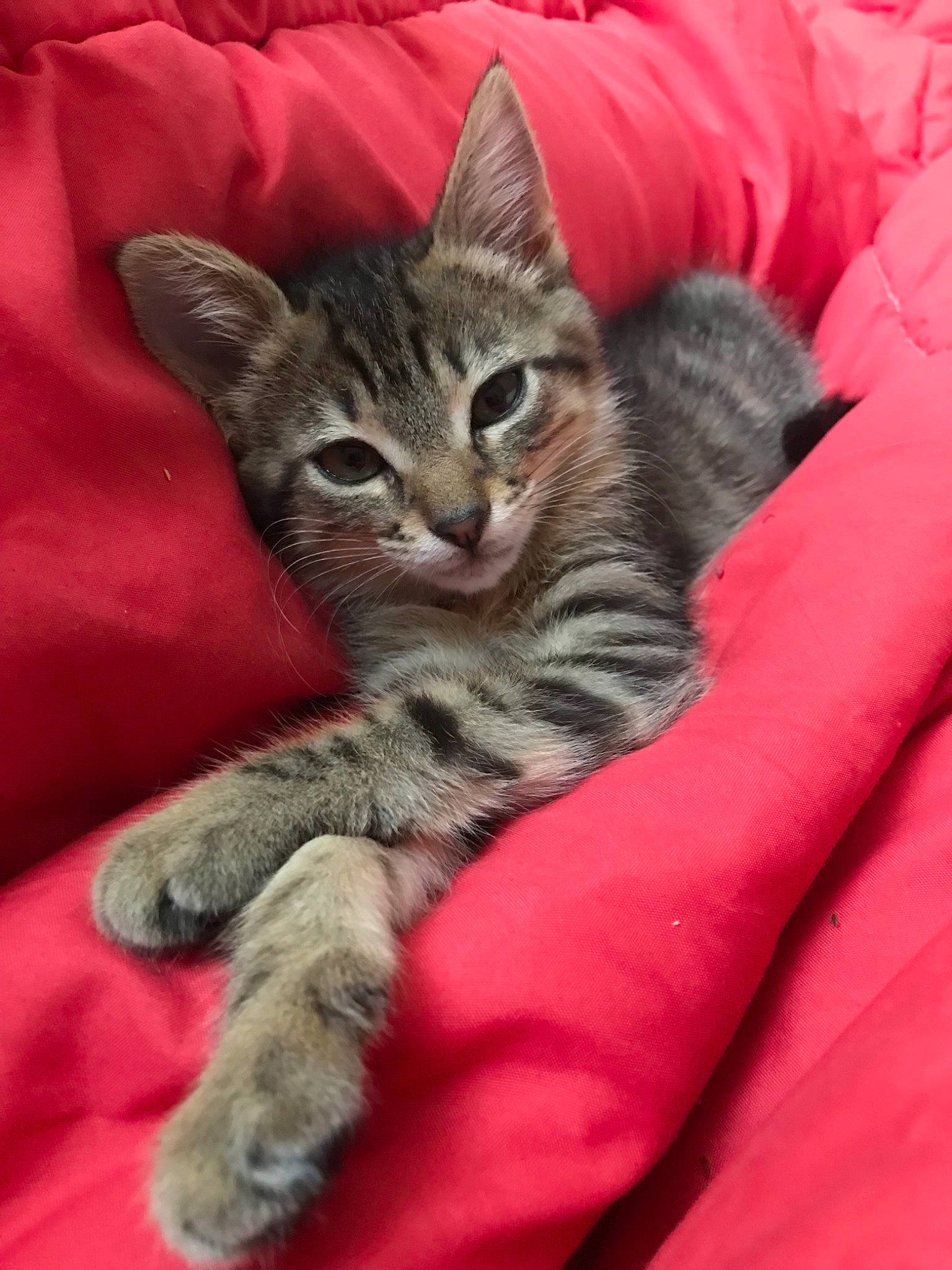 Princesse a rejoint le concours — aidez-le/la à gagner de superbes lots ! american_shorthair, asian, australian_mist, california_spangled, carnivore, cat, claw, domestic_short_haired_cat, dragon_li, egyptian_mau, european_shorthair, felidae, kitten, mammal, pixie_bob, polydactyl_cat, small_to_medium_sized_cats, tabby_cat, vertebrate, whiskers