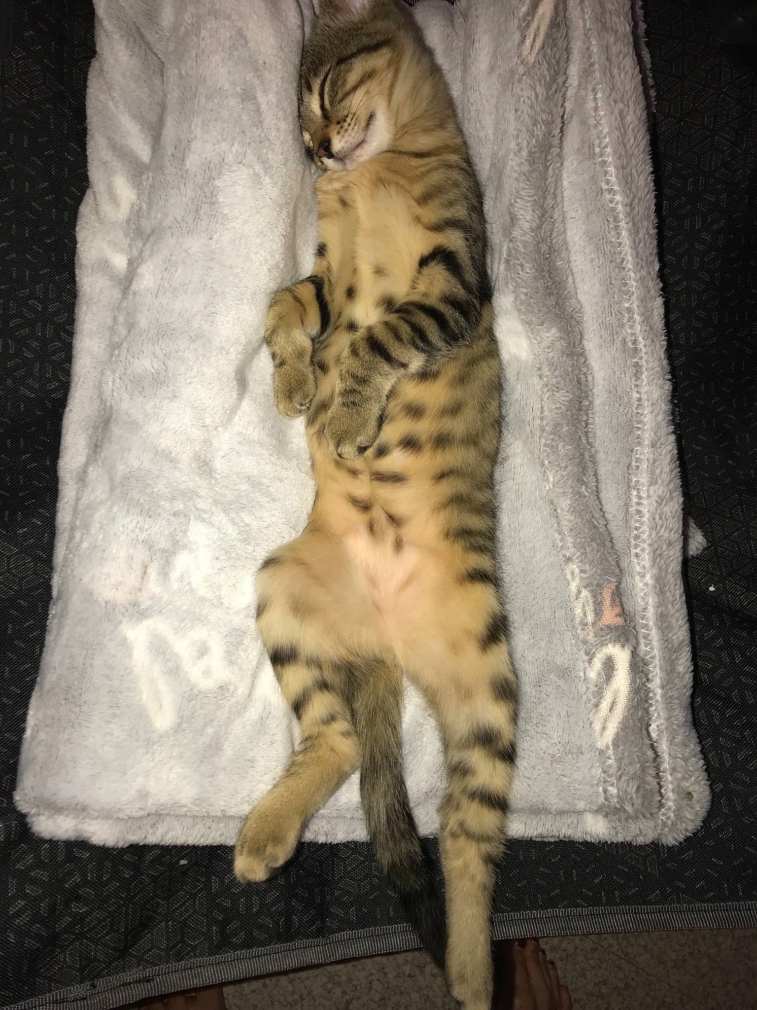 Princesse a rejoint le concours — aidez-le/la à gagner de superbes lots ! bengal, california_spangled, carnivore, cat, claw, domestic_short_haired_cat, dragon_li, egyptian_mau, european_shorthair, felidae, mammal, ocicat, pixie_bob, small_to_medium_sized_cats, sokoke, tabby_cat, tail, toyger, vertebrate, whiskers