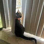 Kylo is registered to the contest to win money with this photo: cat, tabby_cat, bandana, vertical_blinds, window, sunlight, wooden_floor, indoor, curious, pet, feline, shadow, playful, looking_back, striped, tail, domestic_animal, cozy, home, light