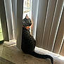 cat, tabby_cat, bandana, vertical_blinds, window, sunlight, wooden_floor, indoor, curious, pet, feline, shadow, playful, looking_back, striped, tail, domestic_animal, cozy, home, light