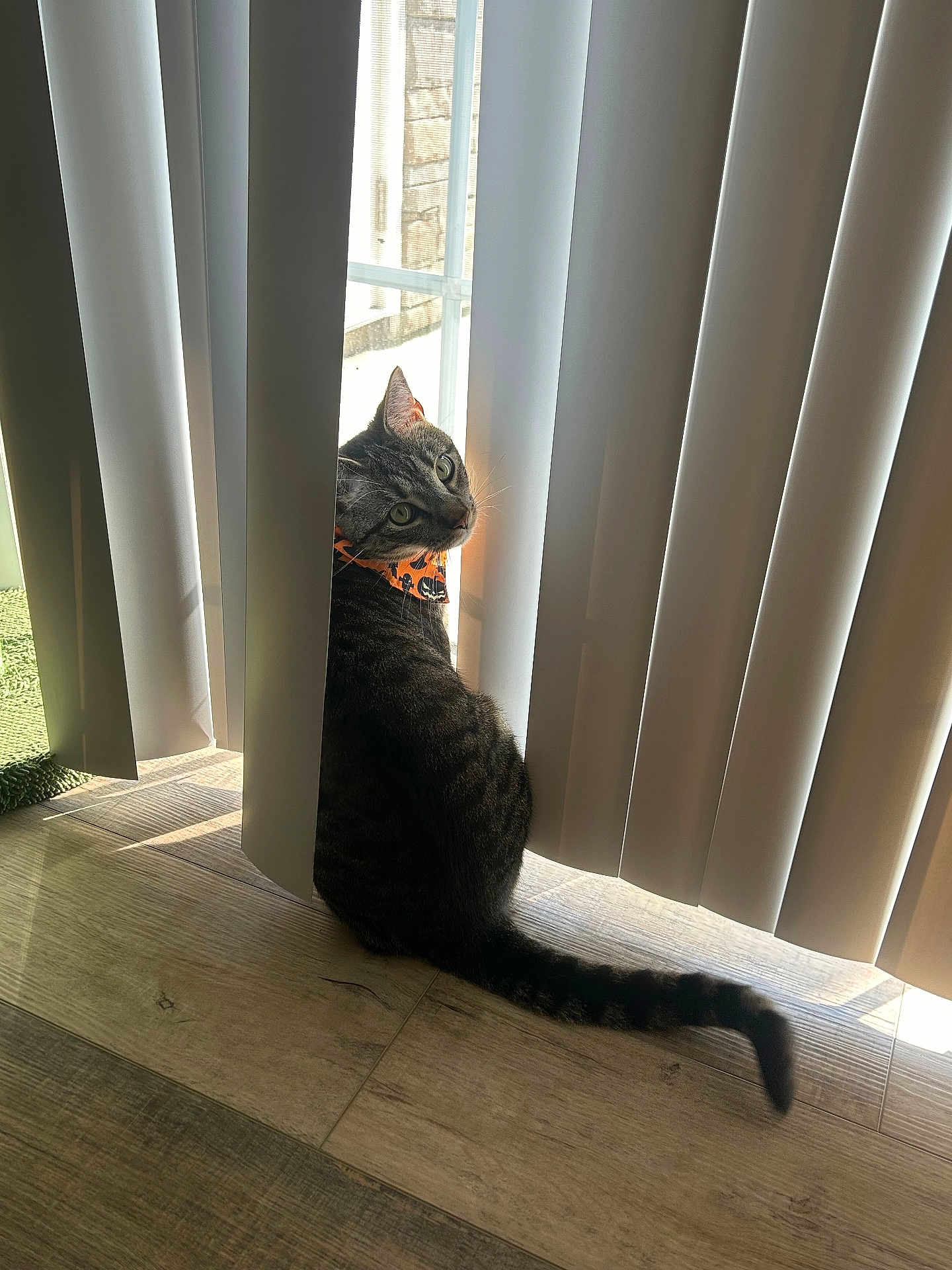 Kylo is registered to the contest to win money with this photo: cat, tabby_cat, bandana, vertical_blinds, window, sunlight, wooden_floor, indoor, curious, pet, feline, shadow, playful, looking_back, striped, tail, domestic_animal, cozy, home, light