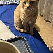 Crème a rejoint le concours — aidez-le/la à gagner de superbes lots ! animal, bed, blue_bedspread, calm, cat, closeup, cozy, curious, curtains, domestic, feline, floor, ginger_cat, hot_chocolate, indoor, marshmallows, pet, pillow, sitting, tray