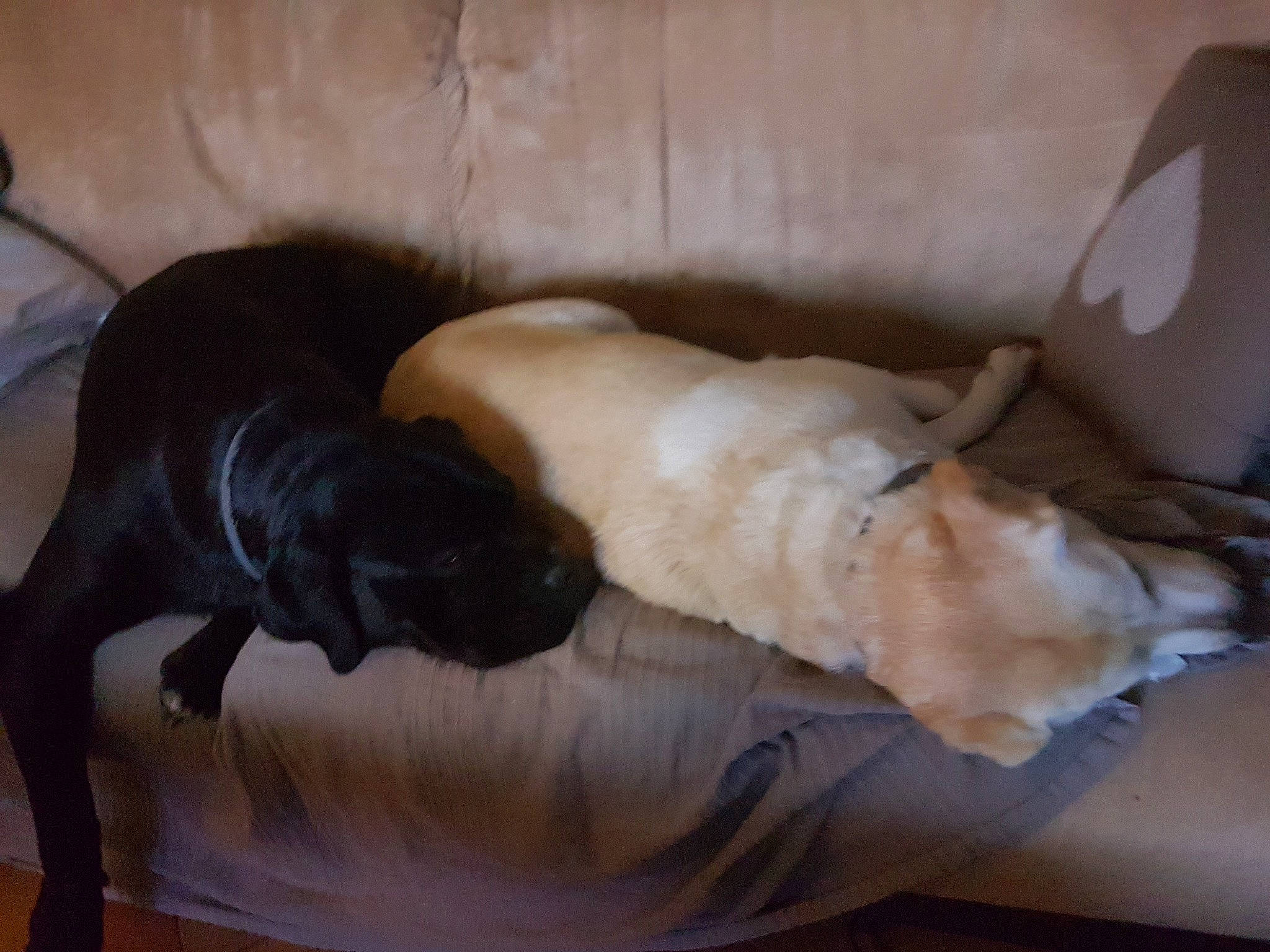 Mya participe au concours pour gagner de l'argent avec cette photo : boerboel, bullmastiff, canidae, carnivore, companion_dog, dog, dog_breed, fawn, guard_dog, labrador_retriever, nap, retriever, sporting_group