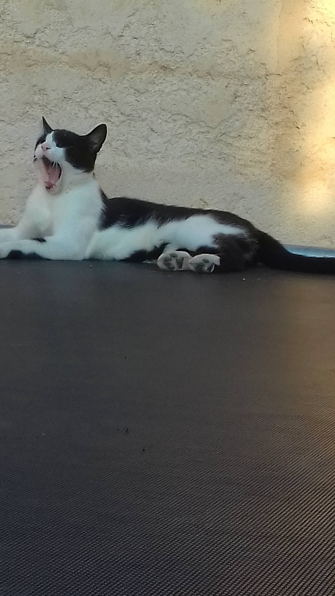 Spider participe au concours pour gagner de l'argent avec cette photo : aegean_cat, black_and_white, carnivore, cat, cloud, felidae, kitten, paw, polydactyl_cat, sand, sky, small_to_medium_sized_cats, tail, whiskers, white