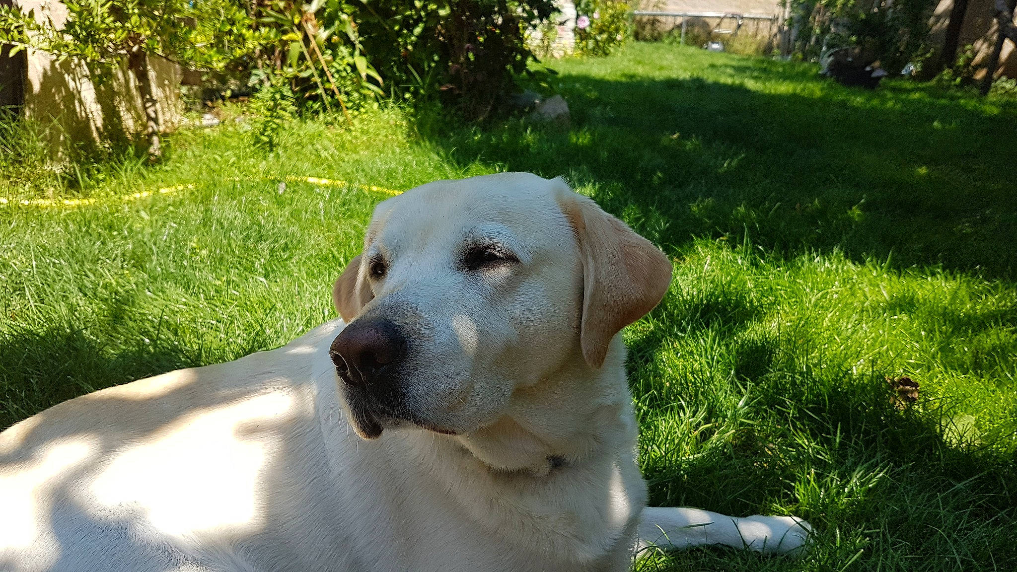 Izzy participe au concours pour gagner de l'argent avec cette photo : akbash_dog, anatolian_shepherd_dog, canidae, carnivore, companion_dog, dog, dog_breed, fawn, labrador_retriever, livestock_guardian_dog, mammal, retriever, snout, sporting_group, vertebrate