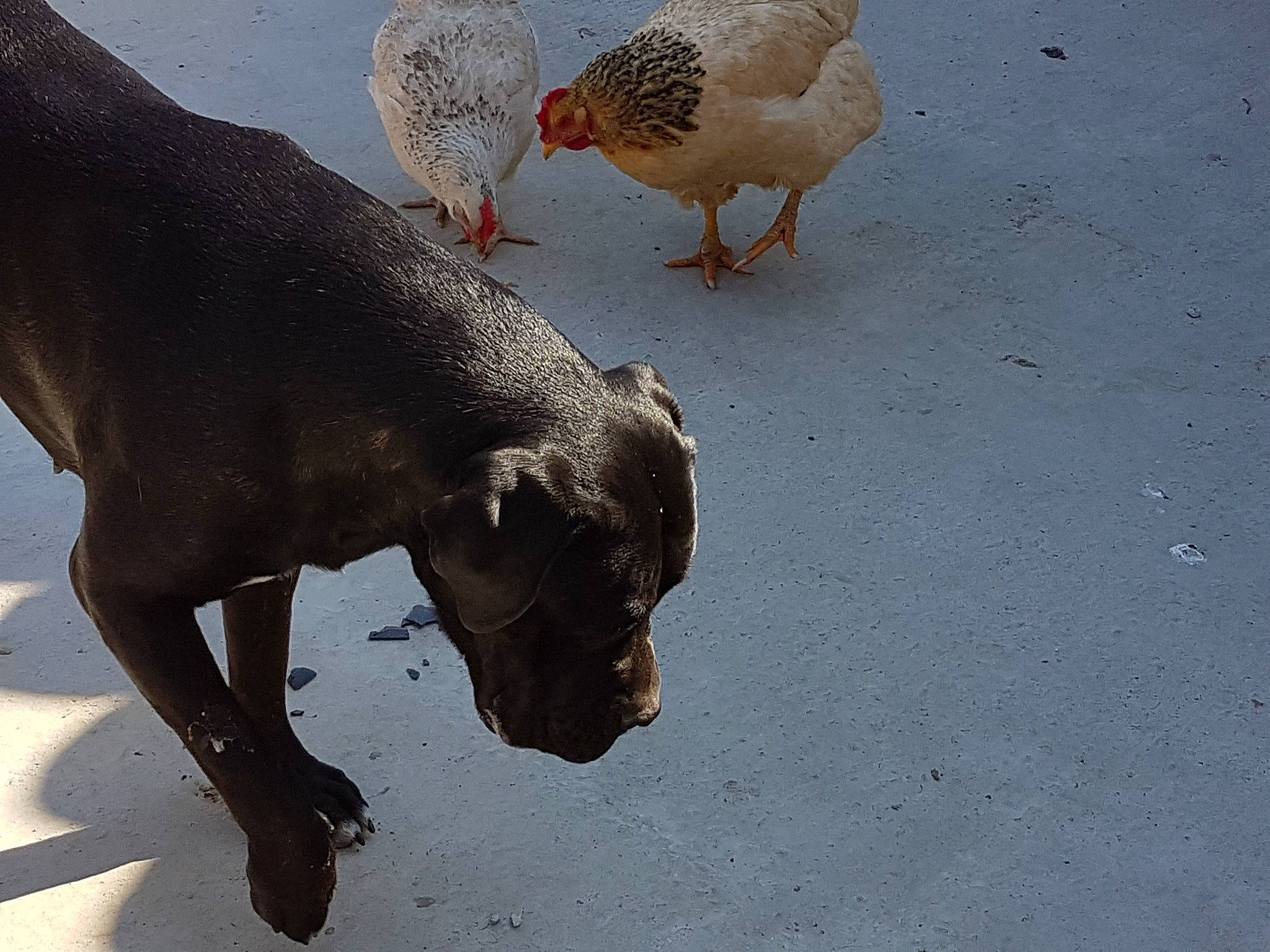 Izzy participe au concours pour gagner de l'argent avec cette photo : adaptation, beak, bird, canidae, chicken, dog_breed, feather, sporting_group, tail, vertebrate