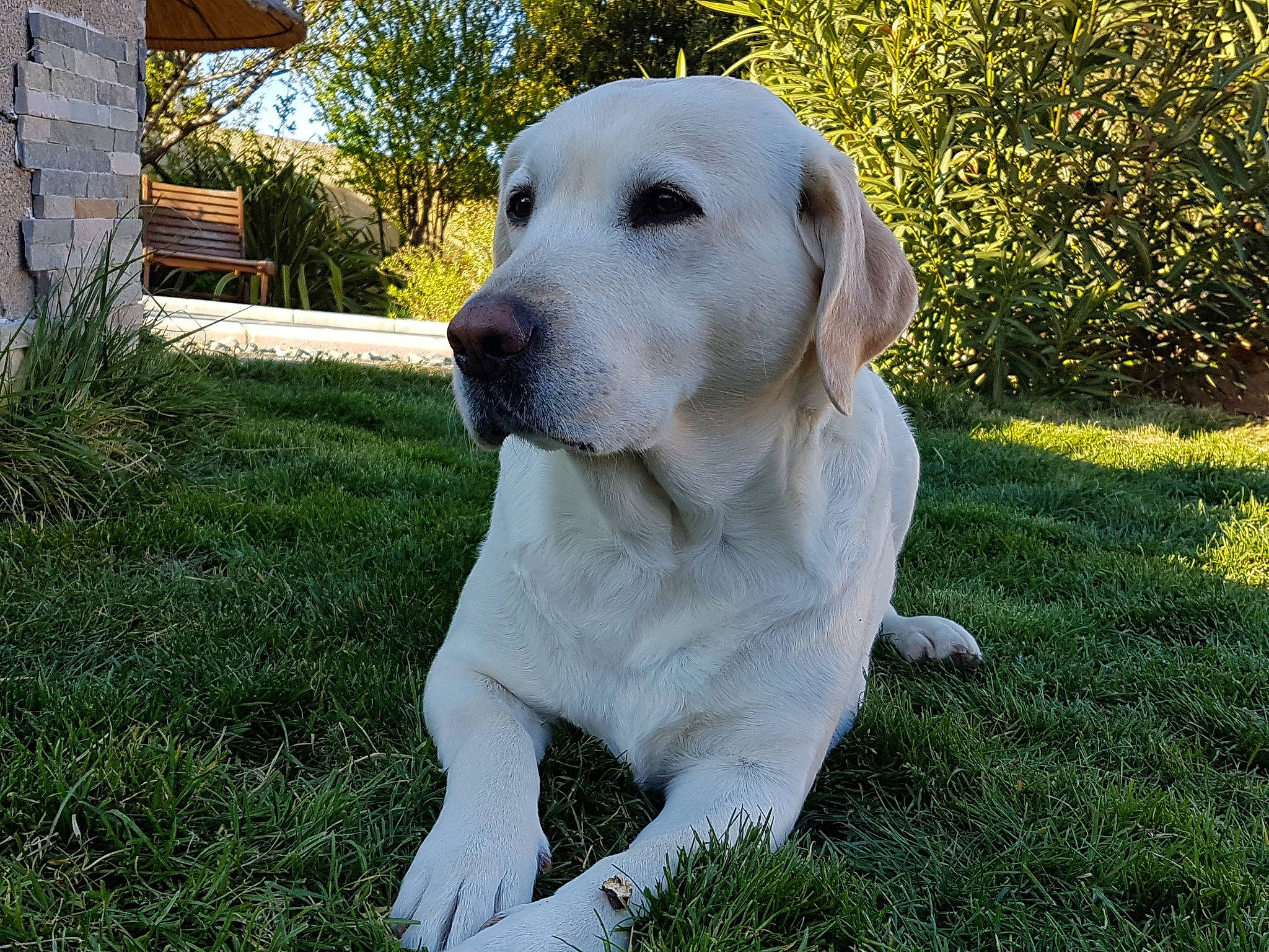 Izzy a rejoint le concours — aidez-le/la à gagner de superbes lots ! canidae, carnivore, companion_dog, dog, dog_breed, fawn, golden_retriever, grass, hunting_dog, labrador_retriever, mammal, puppy, retriever, snout, sporting_group, vertebrate