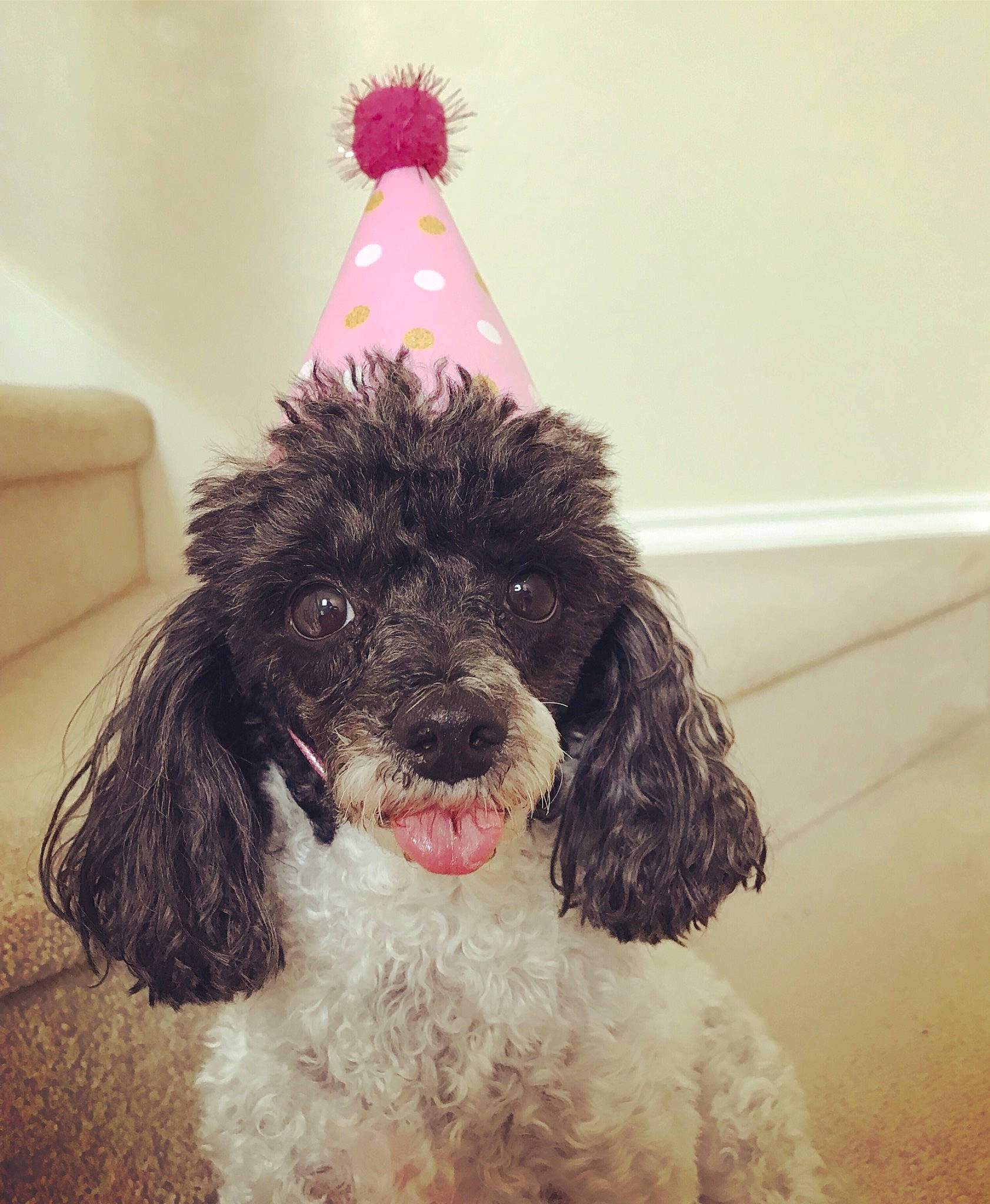 Audrey is registered to the contest to win money with this photo: canidae, carnivore, companion_dog, dog, dog_breed, ear, maltepoo, mammal, miniature_poodle, non_sporting_group, nose, poodle, poodle_crossbreed, puppy, spanish_water_dog, sporting_group, standard_poodle, toy_poodle, vertebrate, water_dog