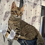 Aramis a rejoint le concours — aidez-le/la à gagner de superbes lots ! kitten, tabby, cat, pet, indoor, curious, person, shoulder, curtain, pattern, feather, window, denim, clothing, feline, young, whiskers, ears, fur, domestic