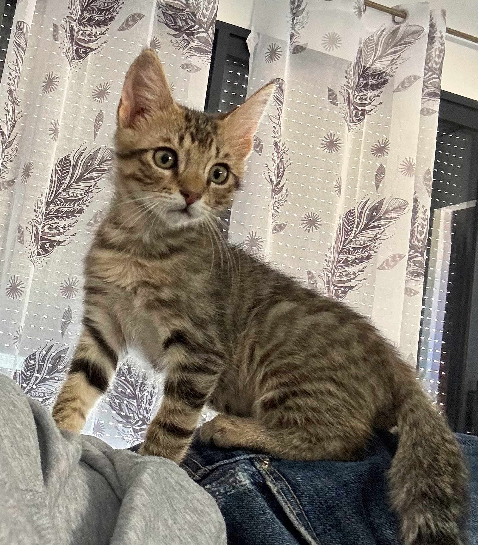Aramis a rejoint le concours — aidez-le/la à gagner de superbes lots ! kitten, tabby, cat, pet, indoor, curious, person, shoulder, curtain, pattern, feather, window, denim, clothing, feline, young, whiskers, ears, fur, domestic