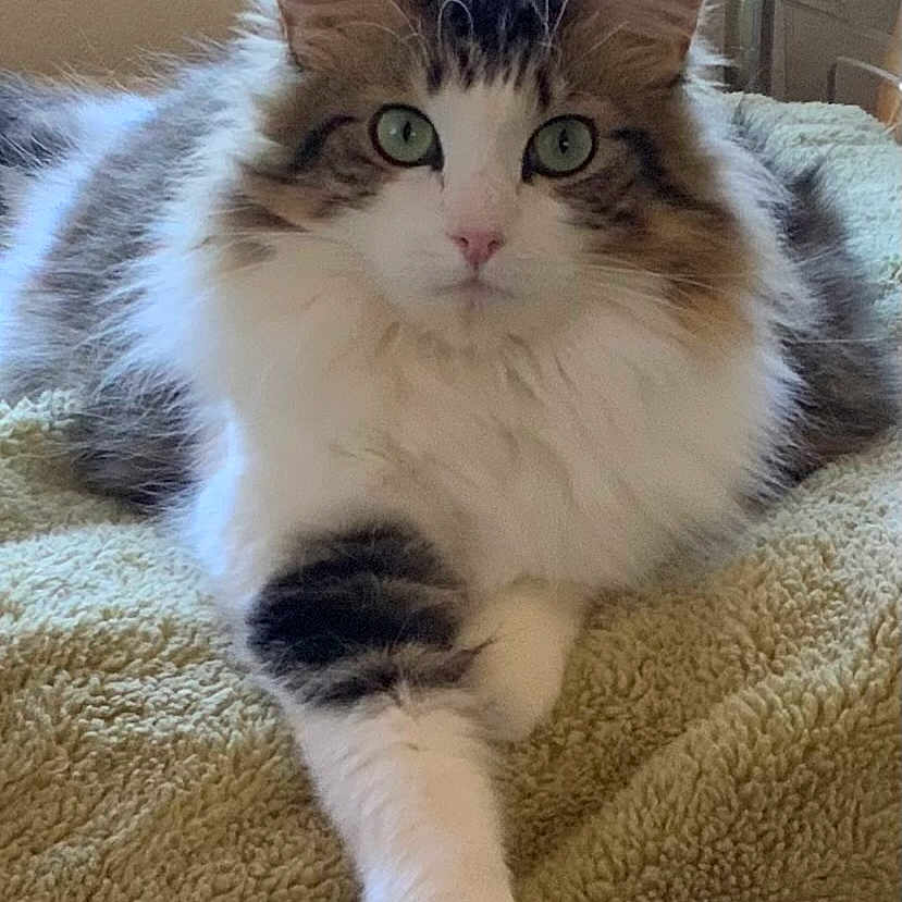 Lily