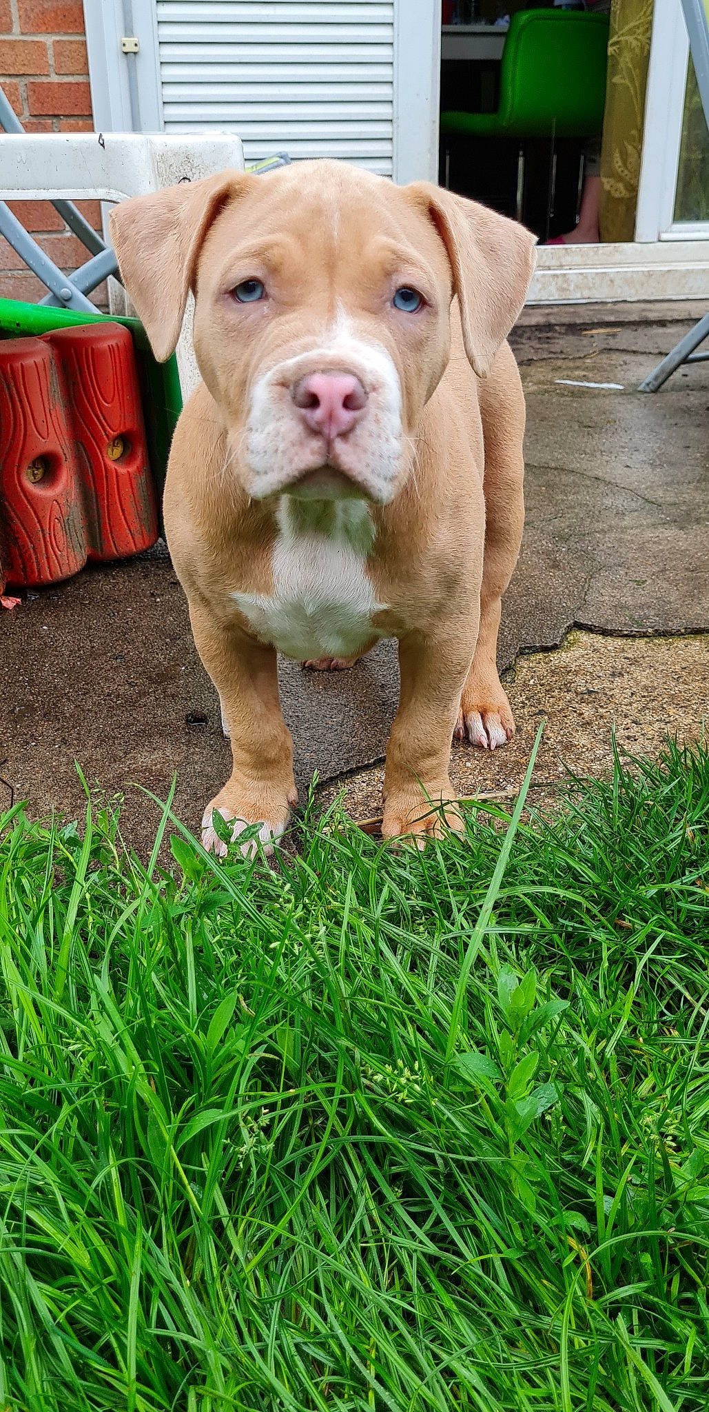 Scooby participe au concours pour gagner de l'argent avec cette photo : box, carnivore, collar, companion_dog, dog, dog_breed, dog_collar, dog_supply, fawn, fur, grass, green, liver, people_in_nature, pet_supply, plant, snout, terrestrial_animal, whiskers, working_animal