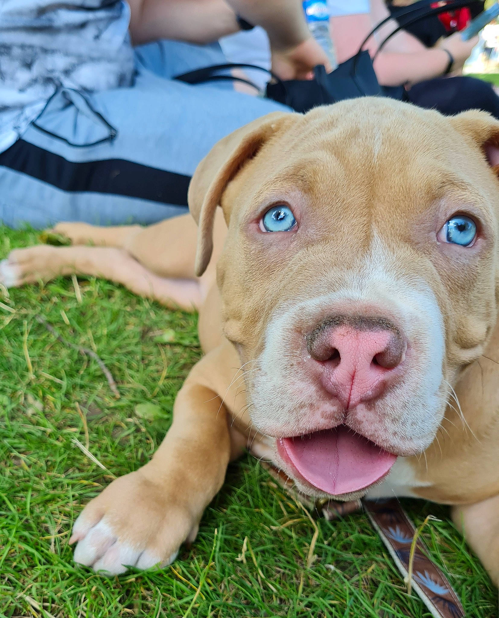 Scooby a rejoint le concours — aidez-le/la à gagner de superbes lots ! canidae, carnivore, collar, companion_dog, dog, dog_breed, dog_collar, fawn, grass, hunting_dog, liver, molosser, non_sporting_group, puppy, snout, sporting_group, whiskers, working_animal, working_dog, wrinkle