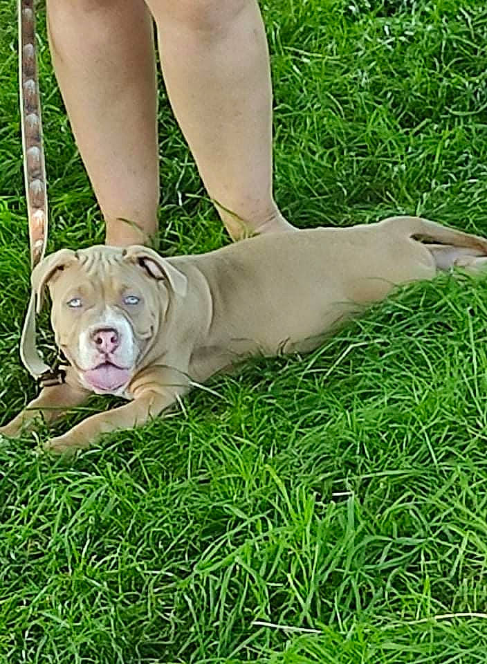 Scooby a rejoint le concours — aidez-le/la à gagner de superbes lots ! calf, canidae, carnivore, companion_dog, dog, dog_breed, fawn, foot, grass, happy, human_leg, knee, lawn, leg, leisure, people_in_nature, plant, sitting, sporting_group, thigh