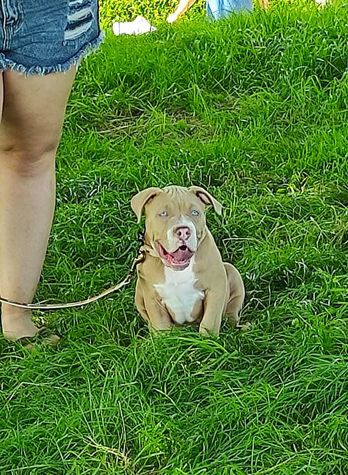 Scooby a rejoint le concours — aidez-le/la à gagner de superbes lots ! barefoot, calf, carnivore, companion_dog, denim, dog, dog_breed, fawn, foot, grass, grassland, human_leg, jean_short, knee, lawn, plant, shorts, street_fashion, thigh, waist