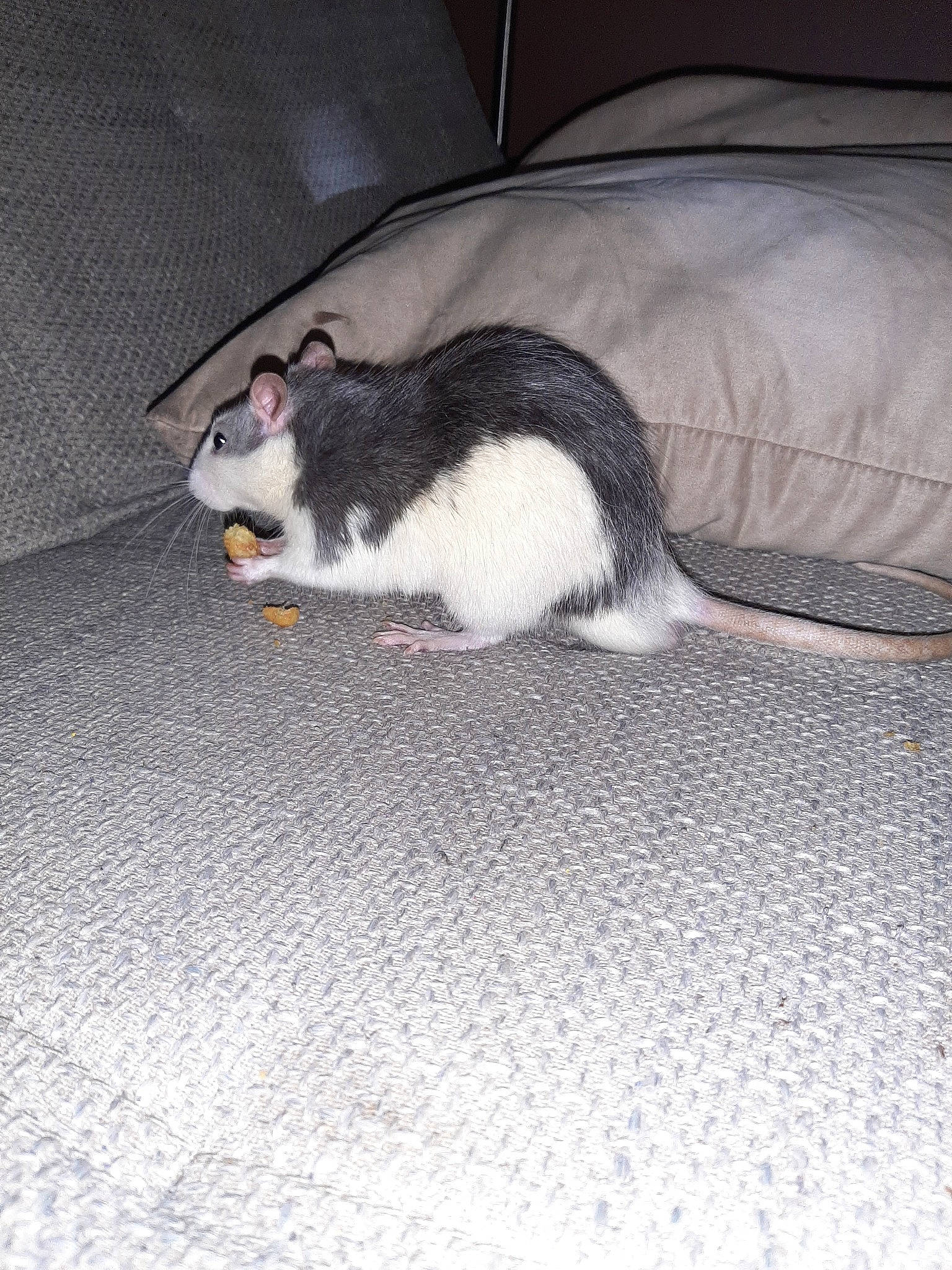 Ratatouille participe au concours pour gagner de l'argent avec cette photo : american_wirehair, carnivore, cat, domestic_short_haired_cat, felidae, fur, gerbil, kitten, mammal, mouse, muridae, muroidea, paw, pest, rat, rodent, small_to_medium_sized_cats, tail, whiskers