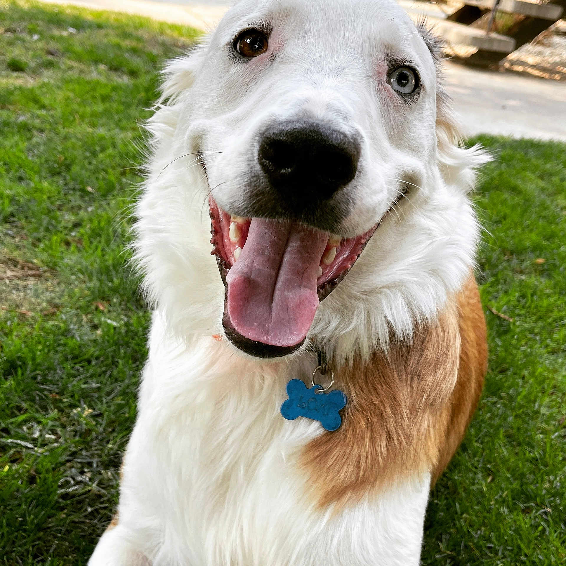 Loki is registered to the contest to win money with this photo: animal, blue_eye, brown_eye, brown_fur, canine, close_up, collar, dog, friendly, fur, grass, happy, heterochromia, outdoor, pet, smiling, tag, tongue, tongue_out, white_fur