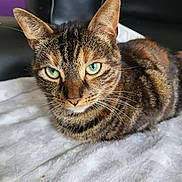 Amber is registered to the contest to win money with this photo: cat, tabby_cat, green_eyes, resting, close_up, fur, whiskers, ears, blanket, indoor, pet, animal, feline, comfort, soft_texture, chair, background, purple_wall, relaxed, portrait