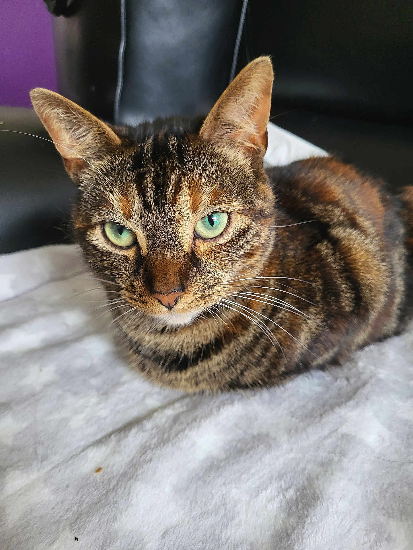 Amber is registered to the contest to win money with this photo: cat, tabby_cat, green_eyes, resting, close_up, fur, whiskers, ears, blanket, indoor, pet, animal, feline, comfort, soft_texture, chair, background, purple_wall, relaxed, portrait