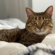 Larry Reginald joined the competition — help win amazing prizes! cat, tabby, pet, indoor, bed, feline, animal, relaxed, whiskers, ears, fur, eyes, resting, cozy, domestic, cute, mammal, sleepy, soft, closeup