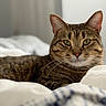 cat, tabby, pet, indoor, bed, feline, animal, relaxed, whiskers, ears, fur, eyes, resting, cozy, domestic, cute, mammal, sleepy, soft, closeup