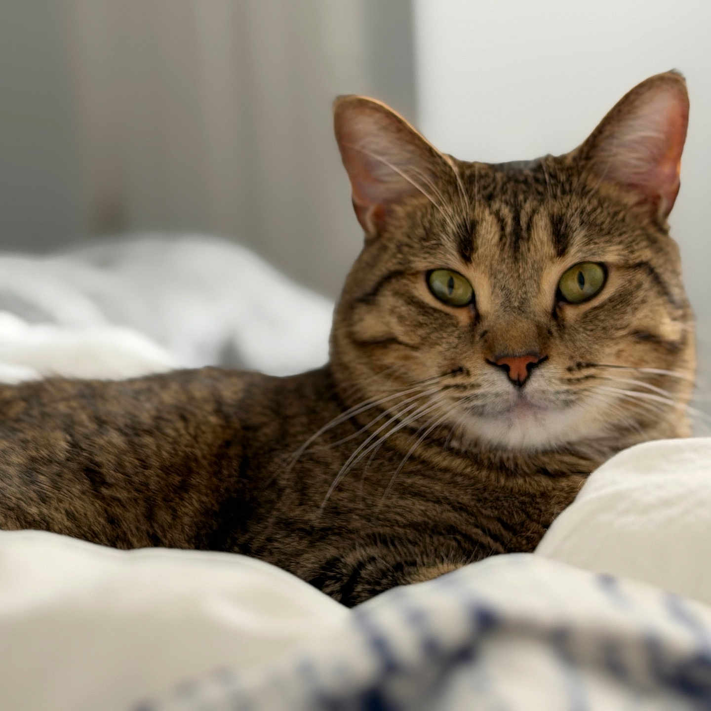 Larry Reginald joined the competition — help win amazing prizes! cat, tabby, pet, indoor, bed, feline, animal, relaxed, whiskers, ears, fur, eyes, resting, cozy, domestic, cute, mammal, sleepy, soft, closeup