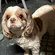 Sugar joined the competition — help win amazing prizes! dog, small_dog, curly_fur, brown_and_white, indoor, pet, looking_up, floor, rug, ears, fur, animal, domestic_animal, companion, cute, standing, eyes, whiskers, collar, closeup