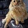 animal, cat, closeup, curious, cute, domestic_animal, face, feline, fluffy, fur, furniture, indoor, leather_couch, mammal, orange_cat, pet, sitting, tail, whiskers, wide_eyes