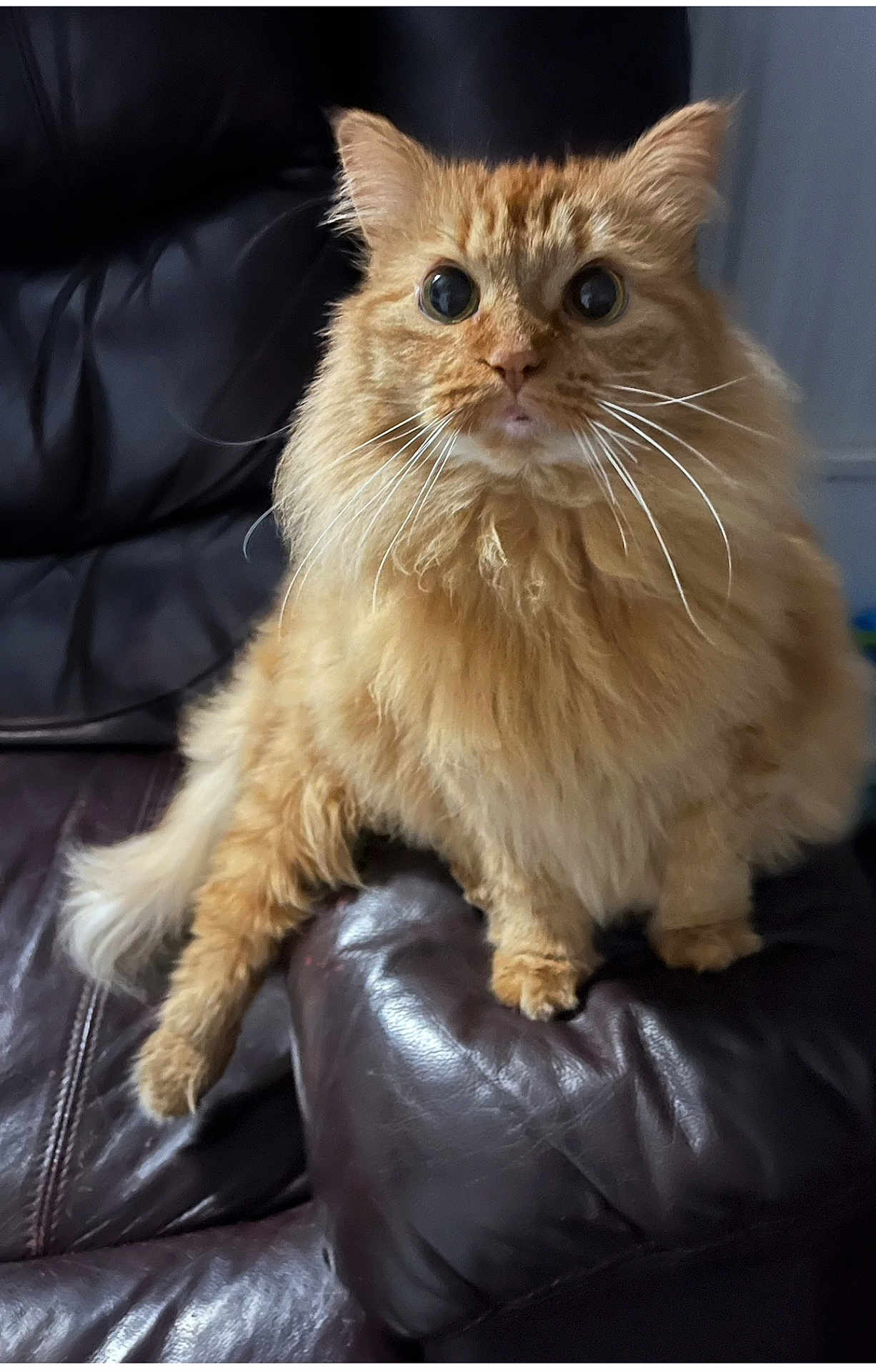 Kattwo