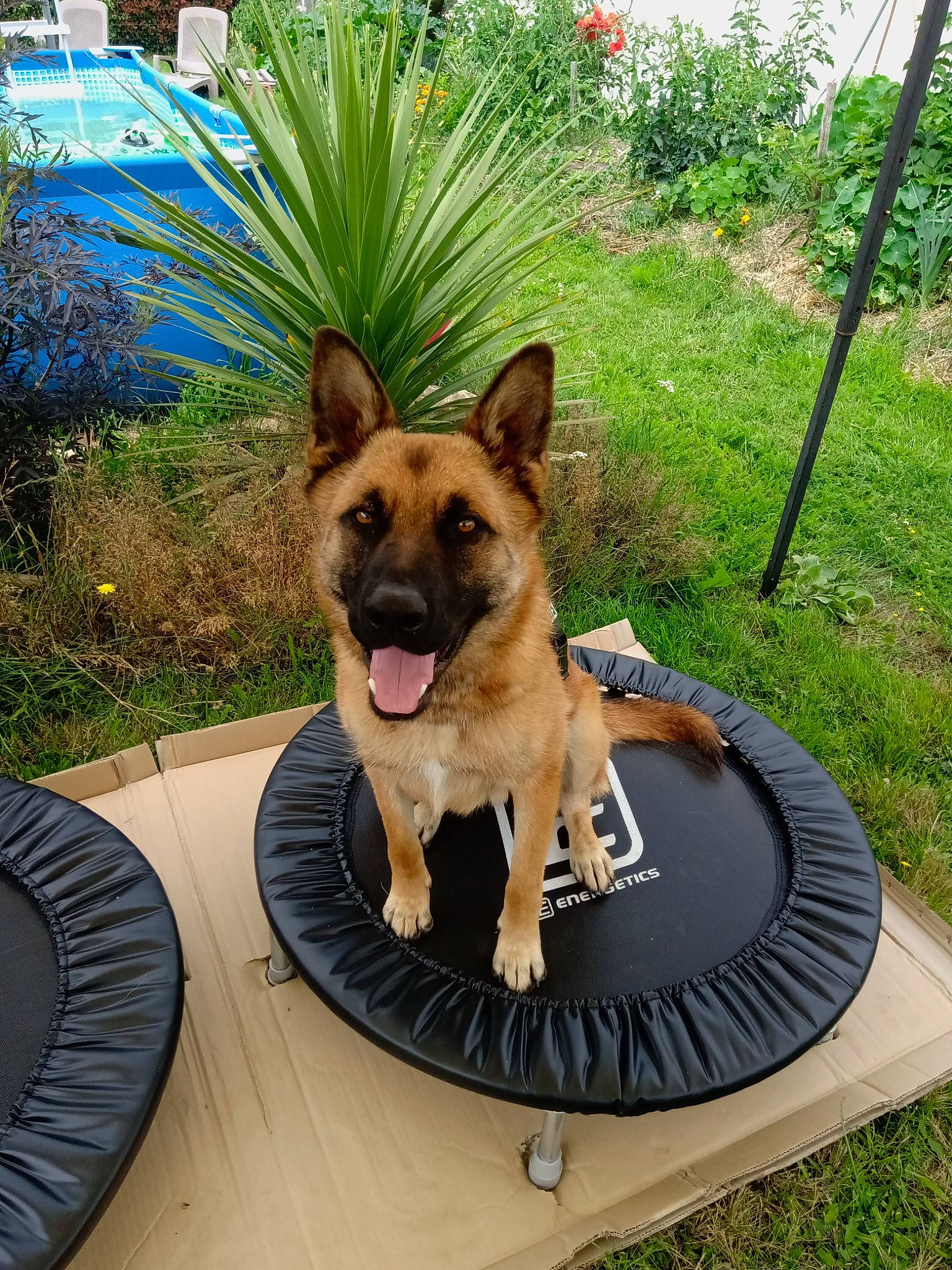 Rolex participe au concours pour gagner de l'argent avec cette photo : carnivore, collar, companion_dog, dog, dog_breed, dog_supply, fashion_accessory, fawn, flower, german_shepherd_dog, grass, herding_dog, outdoor_furniture, plant, snout, sporting_group, table, tableware, watch, working_animal
