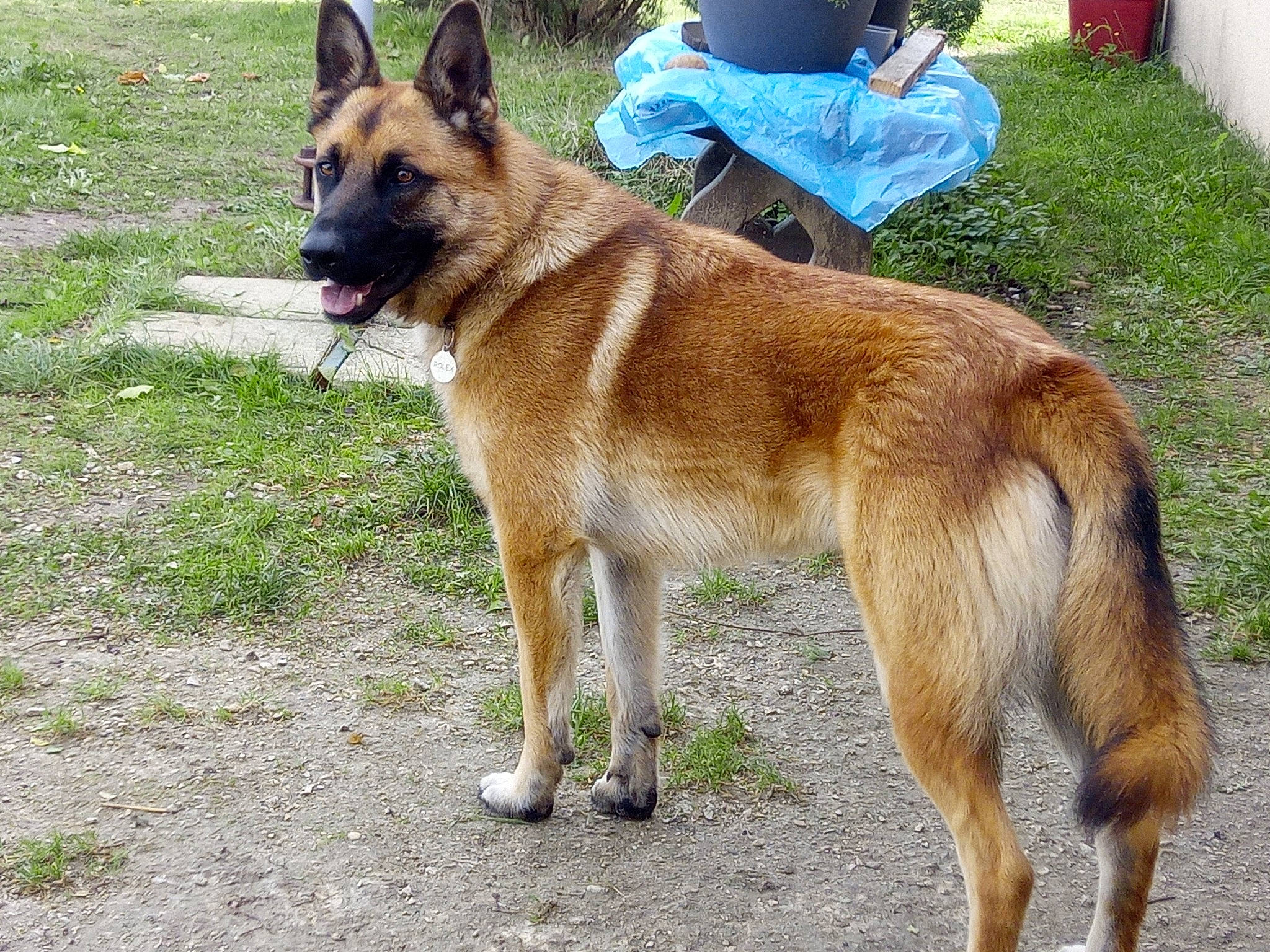 Rolex participe au concours pour gagner de l'argent avec cette photo : canidae, carnivore, collar, companion_dog, dog, dog_breed, dog_hiking, east_european_shepherd, fawn, german_shepherd_dog, grass, herding_dog, king_shepherd, plant, snout, sporting_group, tail, wildlife, working_animal, working_dog