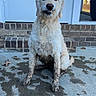 Dixie is registered to the contest to win money with this photo: animal, backyard, brick_wall, canine, daylight, dog, front_door, fur, glass_door, happy, house, mud, muddy_paws, outdoor, pet, playful, porch, sitting, wet_concrete, white_dog