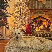 Dixie is registered to the contest to win money with this photo: bed, brick, christmas_tree, cozy, curtains, decorations, dog, festive, fireplace, fluffy, holiday, indoor, lights, nativity_scene, ornament, pet, red_cone_decoration, relaxed, winter, wood_floor
