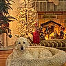 bed, brick, christmas_tree, cozy, curtains, decorations, dog, festive, fireplace, fluffy, holiday, indoor, lights, nativity_scene, ornament, pet, red_cone_decoration, relaxed, winter, wood_floor