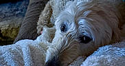 Dixie joined the competition — help win amazing prizes! animal, blanket, canine, closeup, comfort, couch, cozy, dog, fluffy, fur, home, indoor, laying, pet, portrait, relaxed, resting, sleepy, soft, warm