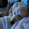 animal, blanket, canine, closeup, comfort, couch, cozy, dog, fluffy, fur, home, indoor, laying, pet, portrait, relaxed, resting, sleepy, soft, warm