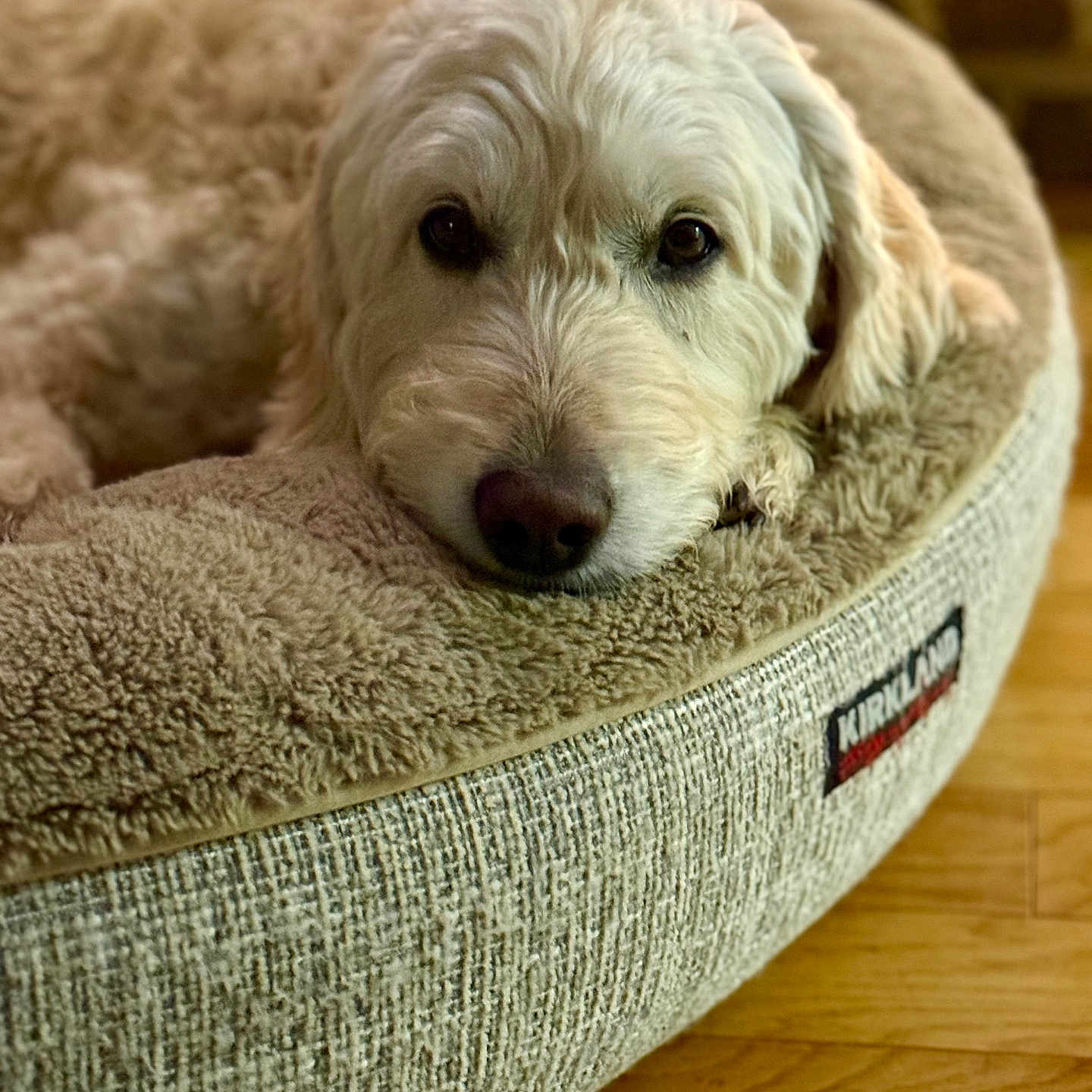 Dixie