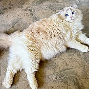 Milo joined the competition — help win amazing prizes! blue_eyes, cat, close_up, cream_fur, domestic_cat, feline, fluffy_cat, groomed, indoor, long_hair, lying_down, paws, pet, plush, portrait, relaxed, soft_texture, tail, tile_floor, whiskers