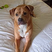 Simba is registered to the contest to win money with this photo: dog, bed, white_bedspread, brown_dog, indoor, furniture, nightstand, lamp, pet, animal, looking_at_camera, resting, cozy, home, sleeping_area, pillow, carpet, toy, calm, relaxed